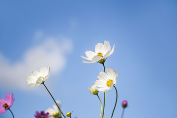 Beautiful Cosmos flower