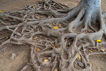 Unusual tree roots on the surface. Background.
