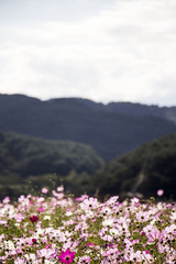Obraz premium Beautiful Cosmos flower