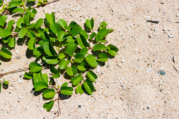 沖縄石垣島　米原ビーチ　砂浜　グンバイヒルガオ
