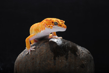 Naklejka premium gecko, leopard lizard gecko,