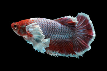 Betta fish, siamese fighting fish, betta splendens isolated on black background,
fish on black background, Multi color Siamese fighting fish,