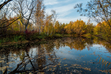 Autumn natural landscape near the forest river