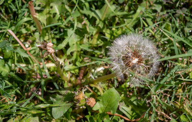 Dandelion on the grass background