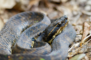 Cottonmouth snake on forest floor