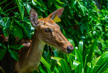 Portrait of a deer with tag on ear.