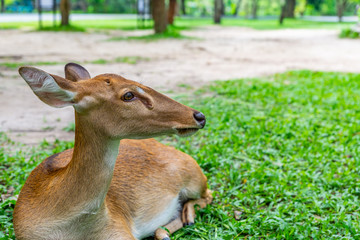 Close up young deer resting on grass in a park