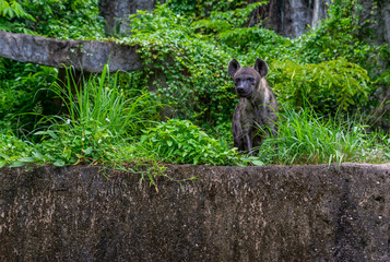 Portrait of hyena in a zoo