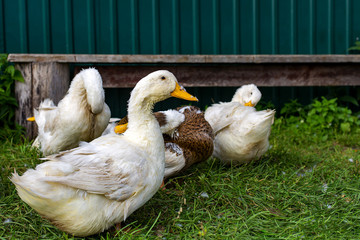 the flock of ducks on the farm