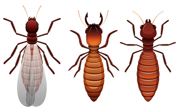 Different stages of a termite