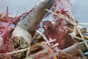 American Mink sitting on branches beside a lake