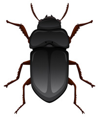 Mealworm on white background