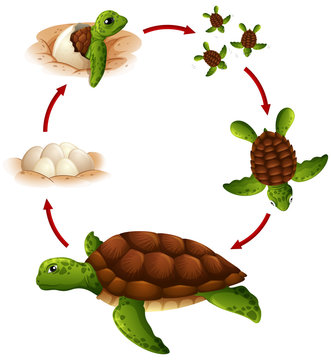 Life cycle of turtle