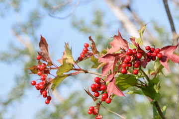 high bush cranberries
