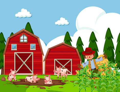 Farm scene with pigs in mud