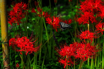 蝶と彼岸花