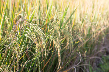 rice field