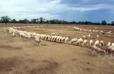 Naklejka premium Lightning Ridge na północnym zachodzie NSW w Australii. stado jest codziennie karmione kukurydzą podczas suszy ...