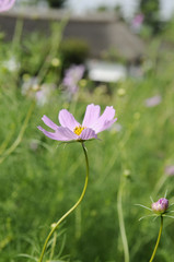 ピンクのコスモスの花