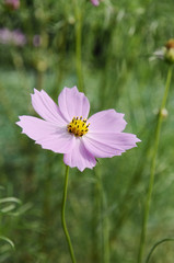 ピンクのコスモスの花