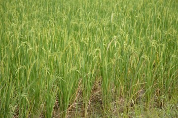 Obraz premium fresh green rice tree in country Thailand