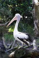Pelican in Zoo