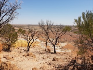 Obraz premium Desert Trees