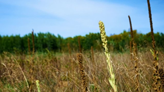 Common mullein (Verbascum thapsus) swaying in breeze in late summer