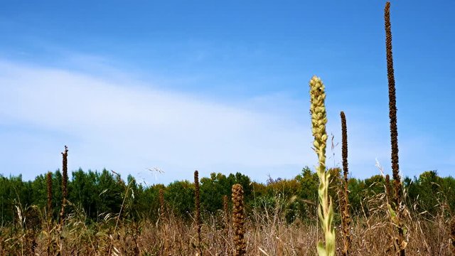 Common mullein (Verbascum thapsus) swaying in breeze in late summer