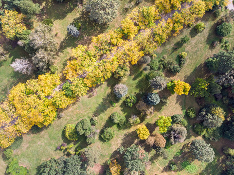 drone aerial view of trees during autumn season with warm colors