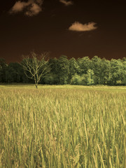 infrared fine art photography landscape : surreal infrared art photography