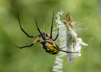 A large yellow and black garden spider traps a grasshopper in it's web.