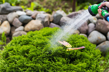 watering Thuy ball, plant care