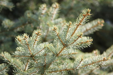 branch of a pine tree