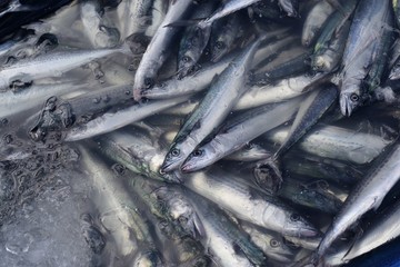 Fototapeta premium 市場の新鮮な魚