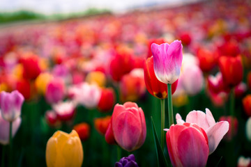 red tulip in the garden