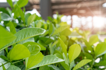 Green bush in the morning : Using depth of field effect