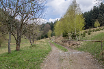 Fototapeta premium Polna cesta.