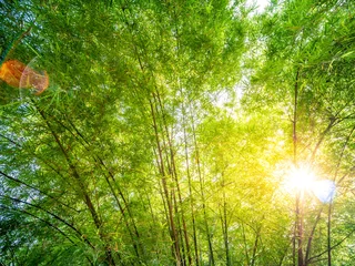 Fotobehang Bamboe Bamboe bos achtergrond
