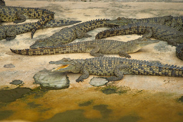 A lot of crocodiles swim in a pool