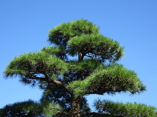青空に枝を伸ばす松の木