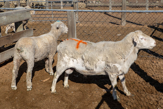 Rams in a holding pen at the sale yards waiting to be auctioned in Coalgate, New Zealand