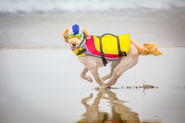 Obraz premium Running Dog