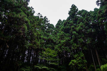 曇り空と杉林