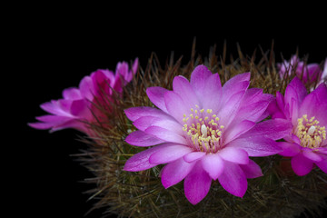 Cactus Sulcorebutia tiraquensis aguilarii with flower isolated on Black.