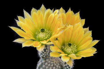 Cactus Echinocereus ctenoides  with flower isolated on Black. - obrazy, fototapety, plakaty