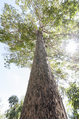 Fototapeta premium Big Green Tree