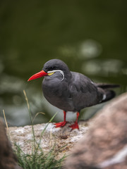 Sea bird