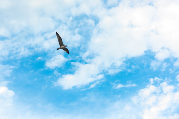 Seagull in flight