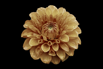 Orangene Ball Dahlie (Asteraceae) kunstvoll dargestellt auf schwarzem Hintergrund.